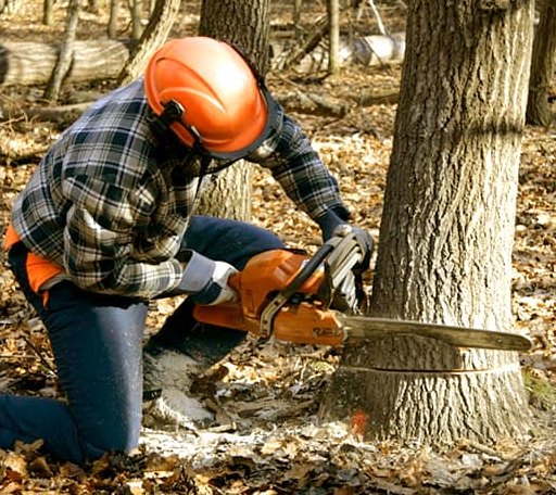 Tree Removal in Nu Mine, PA